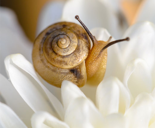 BABA DE CARACOL