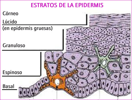 Estratos corneos