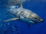 Controversias por el uso de aceite de hígado de tiburones en cosmética