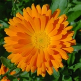 La caléndula, una flor que protege la piel