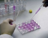 Celuloterapia: las células que revitalizan y rejuvenecen