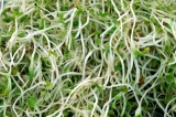 N-furfuriladenina: factor de autorreparacin celular y tisular