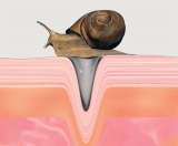 La baba de caracol en los productos cosméticos