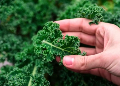 Kale: el superalimento que tambin transforma la piel